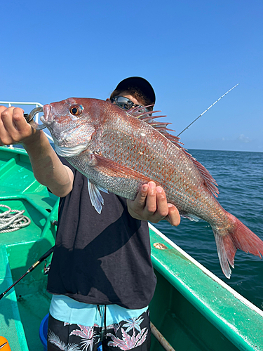 マダイの釣果