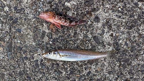 シロギスの釣果