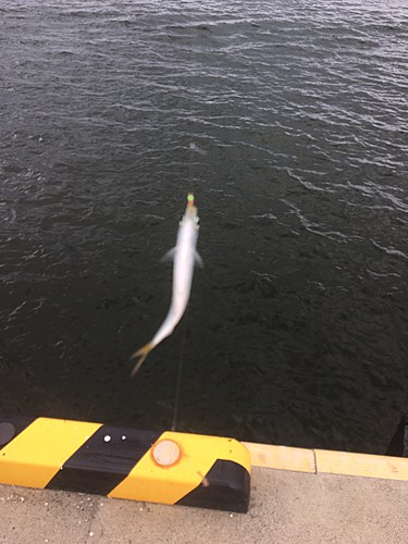 コノシロの釣果