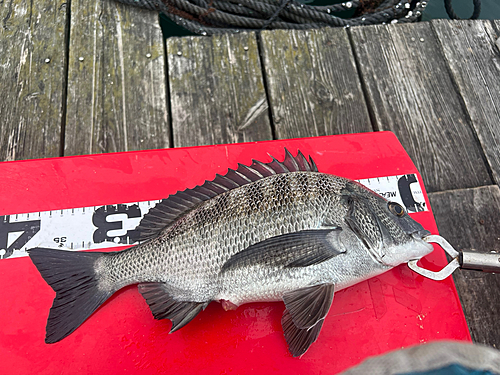 クロダイの釣果