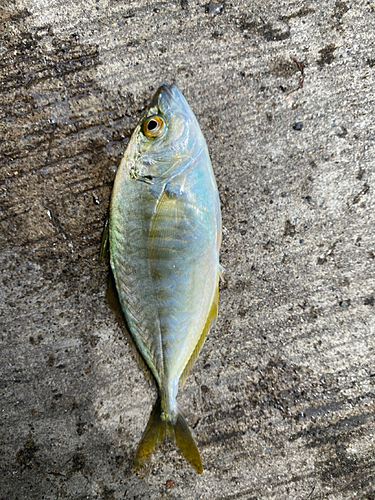 シマアジの釣果