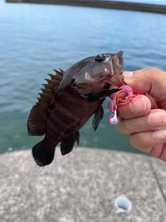 ヤミハタの釣果