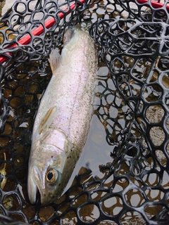 ニジマスの釣果