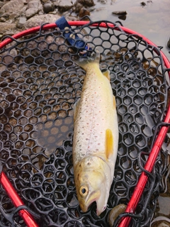 ブラウントラウトの釣果