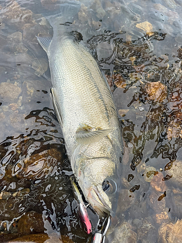 フッコ（マルスズキ）の釣果