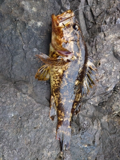 ベッコウゾイの釣果