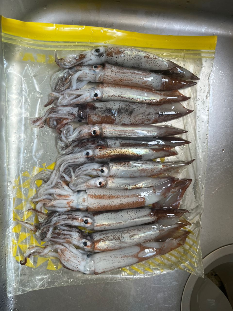 スルメイカ