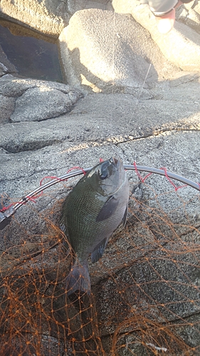 クロメジナの釣果