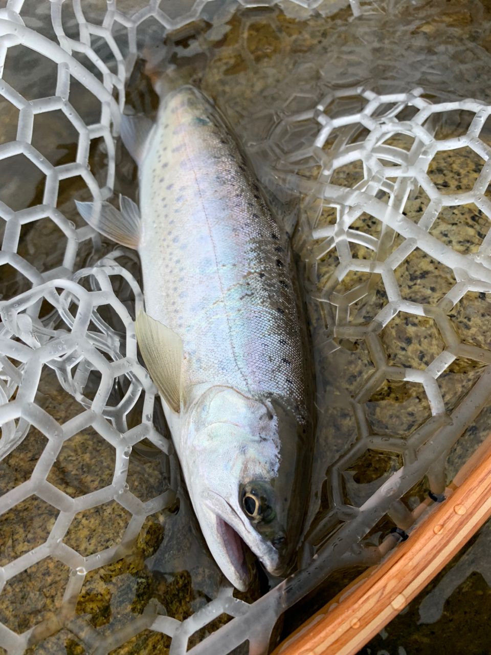 ダメダメおやじ さんの 2023年06月26日のヤマメの釣り・釣果情報(長野県 - 長野県北部) - アングラーズ | 釣果600万件の魚釣り ...