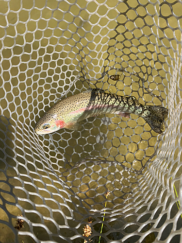 ニジマスの釣果