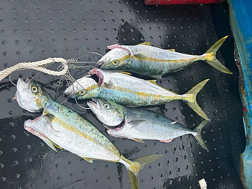 ヒラマサの釣果