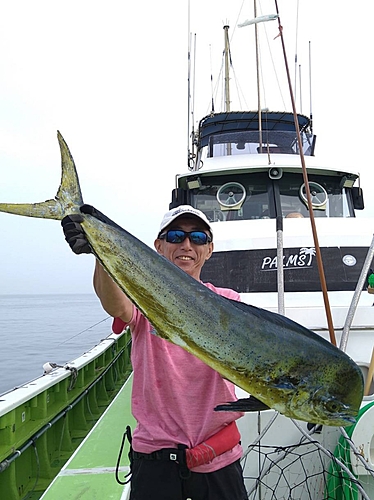 シイラの釣果