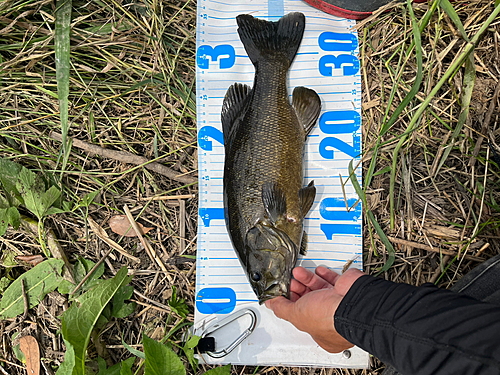 スモールマウスバスの釣果