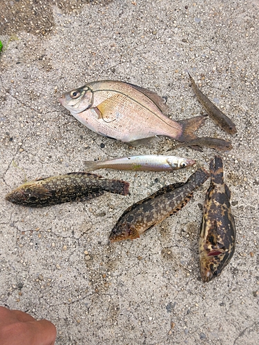 ウミタナゴの釣果