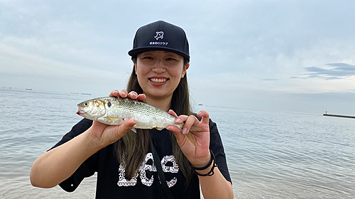 コノシロの釣果