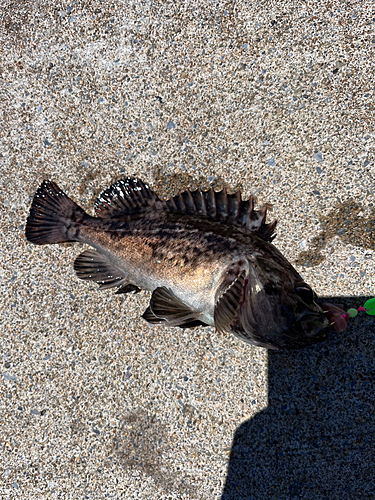 クロソイの釣果