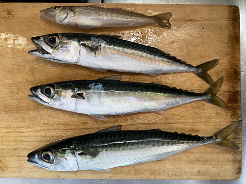 サバの釣果