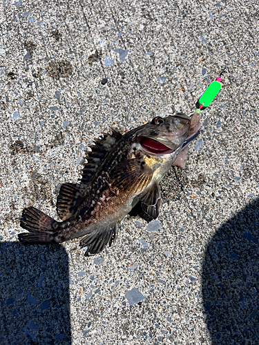 クロソイの釣果