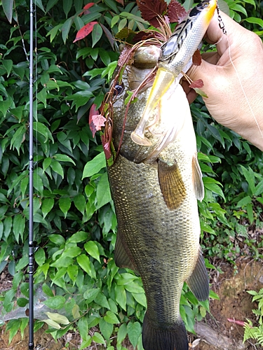 ブラックバスの釣果