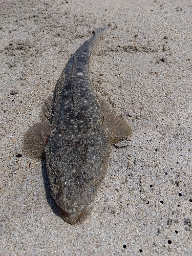 マゴチの釣果