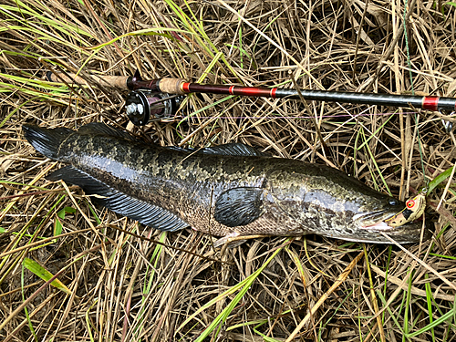 ライギョの釣果