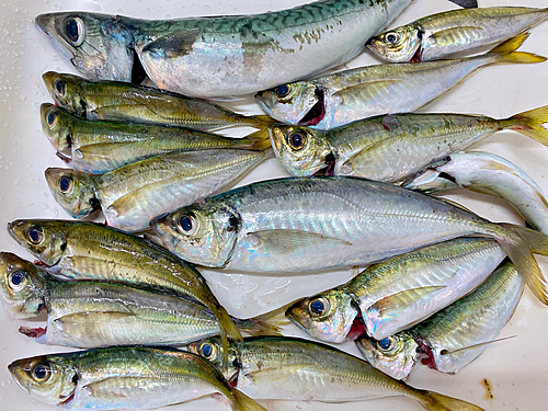 アジの釣果