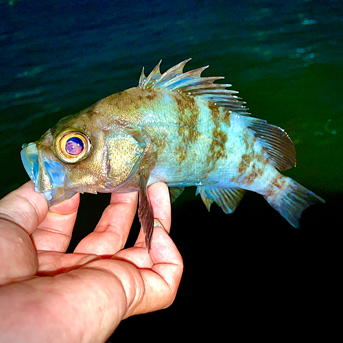 シロメバルの釣果