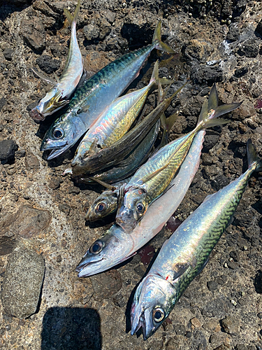 サバの釣果