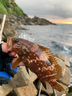 キジハタの釣果