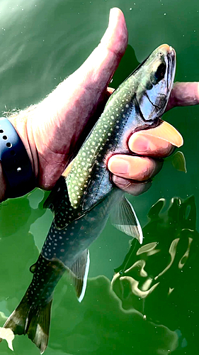 ミヤベイワナの釣果