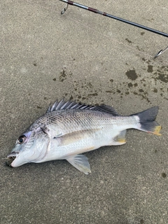 キビレの釣果