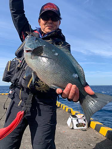 クチブトグレの釣果