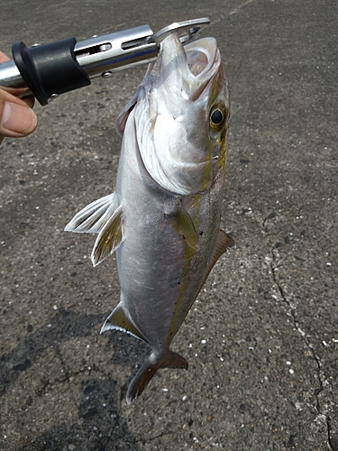 ショゴの釣果