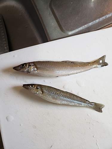 キスの釣果