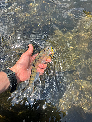 ヤマメの釣果