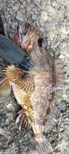 カサゴの釣果