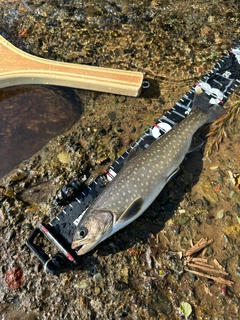 アメマスの釣果