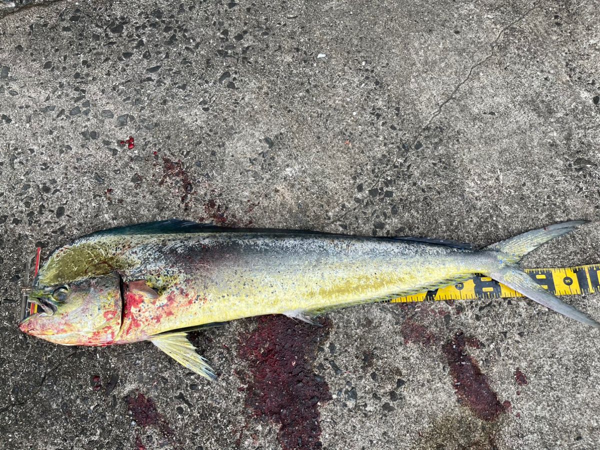 ミドさんの釣果 2枚目の画像