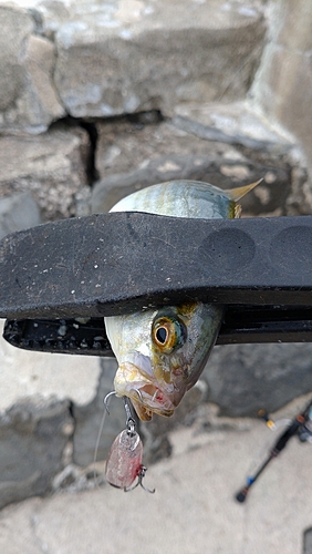 カンパチの釣果