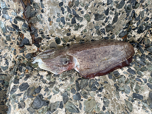 モンゴウイカの釣果