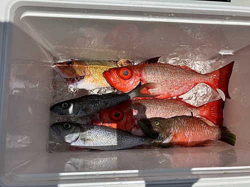 ミナミキントキの釣果