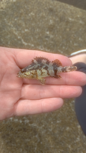 タケノコメバルの釣果