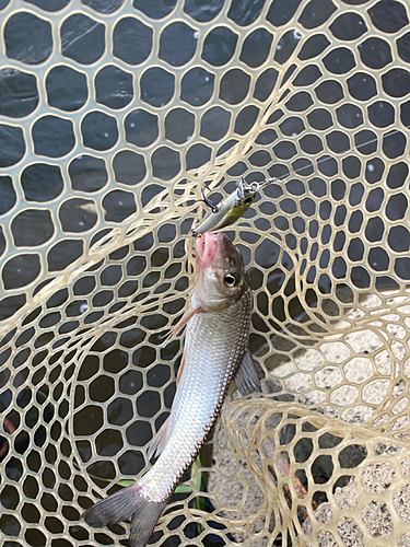 ニゴイの釣果