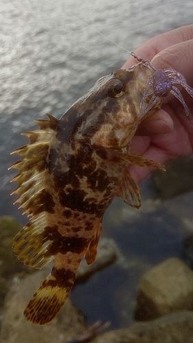 タケノコメバルの釣果