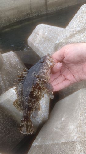 タケノコメバルの釣果