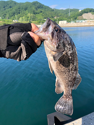 クロソイの釣果