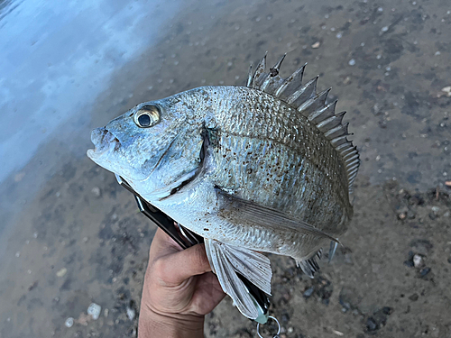 ミナミクロダイの釣果