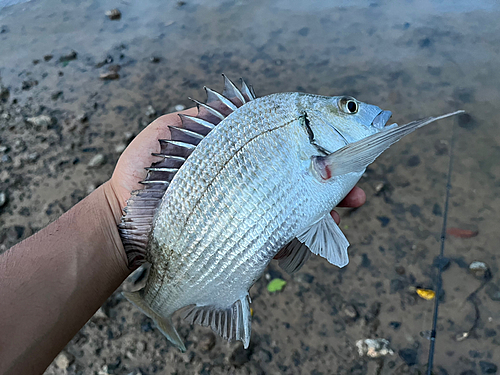 ミナミクロダイの釣果