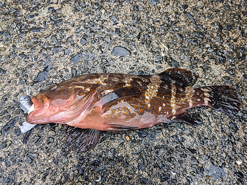 アコウの釣果