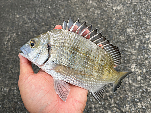 ミナミクロダイの釣果